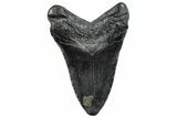 Fossil Megalodon Tooth - South Carolina #293938-2